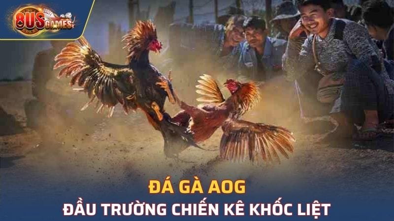 Đá Gà AOG - Đầu Trường Chiến Kê Khốc Liệt Nhất Hiện Nay